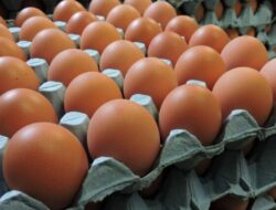 Harga Telur di Sabang Masih Tinggi, Daya Beli Terus Menurun