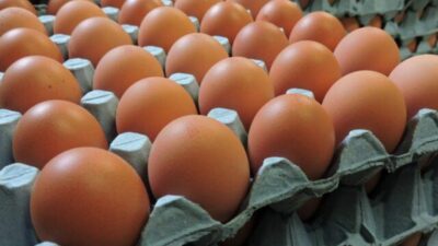 Harga Telur di Sabang Masih Tinggi, Daya Beli Terus Menurun