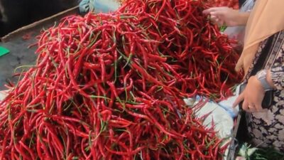 Harga Cabai di Aceh Tengah Anjlok Rp10.000 perkilogram