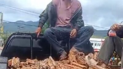 Warga Bener Meriah Menjual Kayu Damar, Solusi Sementara di Tengah Krisis Bahan Bakar