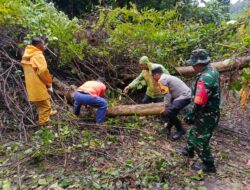 Cuaca Ekstrem Tumbangkan Pohon di Sabang, Polsek Bersama TNI, BPBD dan Warga Lakukan Pembersihan