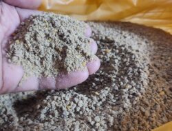 Pasca Bencana, Harga Pakan Ayam di Aceh Tengah Melonjak Drastis