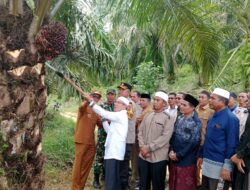 Pemko Subulussalam Serahkan Kebun Pesantren dan Gelar Panen Perdana di Lahan Eks HGU