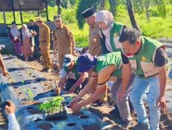Pascabanjir, Wakil Bupati Aceh Singkil Tanam 1000 Batang Cabai di Pulo Sarok