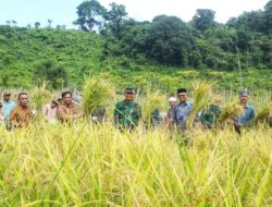 Sekda Sabang Panen Padi Gogo Bersama Petani, Ketahanan Pangan Jadi Prioritas