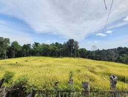 Panen Padi Gogo Anoi Itam Sabang Dorong Ketahanan Pangan