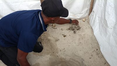 KOMPAK Selamatkan Puluhan Telur Penyu Sisik di Sabang