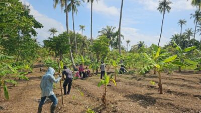 Petani Cot Mancang Sabang Kembangkan Padi Gogo Tumpangsisip