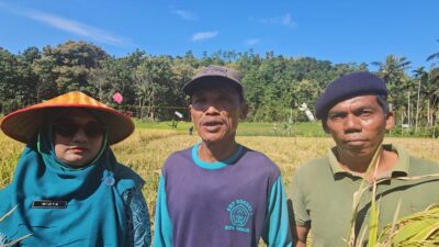 Petani di Sabang Harap Pemko Sediakan Mesin Penggiling Padi Mini