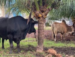 Kapolda Aceh Serahkan Ratusan Paket Daging Meugang kepada Masyarakat dan Insan Pers