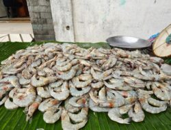 Harga Ikan dan Udang di Pasar Induk Sabang Stabil