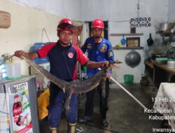Biawak Masuk Rumah Warga di Gampong Garot, Damkar Aceh Besar Lakukan Evakuasi