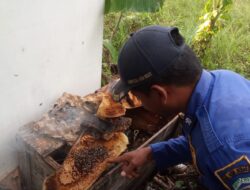 Damkar BPBD Aceh Besar Evakuasi Sarang Lebah di Paya Tieng Peukan Bada