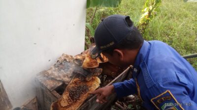 Damkar BPBD Aceh Besar Evakuasi Sarang Lebah di Paya Tieng Peukan Bada