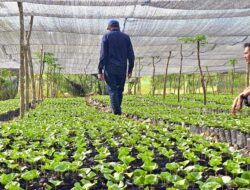 Bupati Gayo Lues Ajak Warga Manfaatkan Lahan Tidur, Program Geretek Dorong Penanaman Kopi