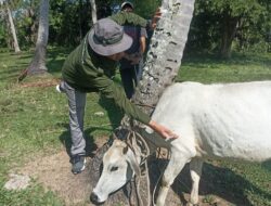 Distan Aceh Besar Vaksinasi dan Beri Vitamin 100 Ternak di Kuta Baro dan Ingin Jaya