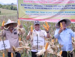 Bupati Syech Muharram Bersama Ketum Tani Merdeka Don Muzakir Panen Raya Jagung di Indrapuri