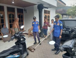 Masuk Dalam Rumah Warga, Damkar Aceh Besar Evakuasi Monyet Liar