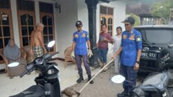 Masuk Dalam Rumah Warga, Damkar Aceh Besar Evakuasi Monyet Liar