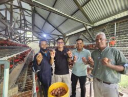 BUMG Ie Meulee Kelola 700 Ayam Petelur, Produksi Telur Lokal Sabang Terus Meningkat