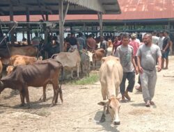 Jelang Idul Adha, Pasar Hewan Sibreh Dipadati Pembeli Hewan Ternak