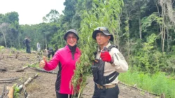 Kapolda Aceh Turun Langsung Pimpin Musnahkan Ladang Ganja di Lampanah