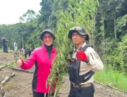 Kapolda Aceh Turun Langsung Pimpin Musnahkan Ladang Ganja di Lampanah
