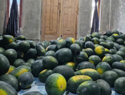 Panen Semangka Tanpa Biji, Petani di Sabang Raup Untung Puluhan Juta Rupiah