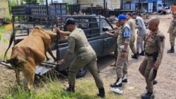 Satpol PP dan WH Aceh Besar Tangkap Empat Ternak Berkeliaran di Jalan Soekarno Hatta