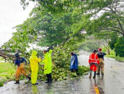 Pohon Tumbang di Jalan Nasional Banda Aceh–Medan, Lalu Lintas Sempat Terganggu