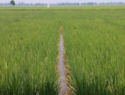 Zulfikar Desak Keuchik Gampong Nusa Lanjutkan Proses Sertifikat Sawah Milik Orang Tuanya