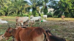 Beli Sapi Kurban di Subulussalam, Dijamin Kesehatan Hingga Hari Penyembelihan