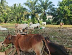 Beli Sapi Kurban di Subulussalam, Dijamin Kesehatan Hingga Hari Penyembelihan
