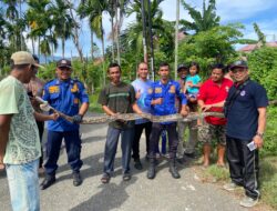 Damkar BPBD Aceh Besar Evakuasi Ular Piton di Komplek Bulog Ingin Jaya