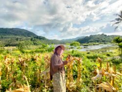 Panen Jagung Pipil di Payaseunara Sabang Capai Satu Ton