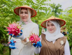 Kak Na: Buah Naga Sabang, _Meucrop_ Barang