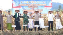 Dukung Ketahanan Pangan Nasional, Polres Aceh Besar Panen Raya Jagung Serentak Kuartal II Tahun 2026