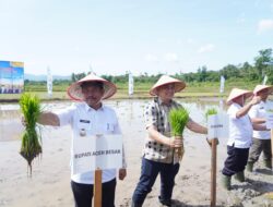 Wabup Aceh Besar dan Pejabat Kementan Tanam Padi Serempak di Gampong Barueh Kota Jantho