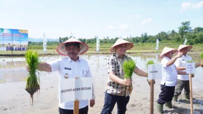 Wabup Aceh Besar dan Pejabat Kementan Tanam Padi Serempak di Gampong Barueh Kota Jantho