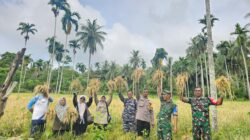 Petani Jurong Cot Mancang Cot Abeuk Panen Perdana Padi Gogo di Lahan Kering