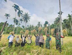 Petani Jurong Cot Mancang Cot Abeuk Panen Perdana Padi Gogo di Lahan Kering