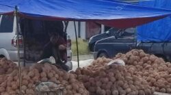 Penjual Kelapa di Paya Ilang Kebanjiran Orderan Jelang Iduladha 1447 H