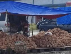 Penjual Kelapa di Paya Ilang Kebanjiran Orderan Jelang Iduladha 1447 H