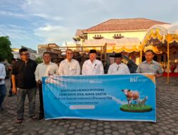 BSI Nagan Raya Salurkan Satu Ekor Sapi Kurban untuk Warga Alue Siron