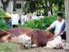Sambut Hari Raya idul Adha 1447 H, Kodam IM Sembelih 23 Ekor Hewan Qurban