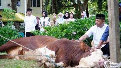 Sambut Hari Raya idul Adha 1447 H, Kodam IM Sembelih 23 Ekor Hewan Qurban