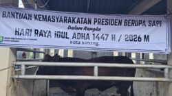Pemko Sabang Terima Dua Sapi Bantuan Presiden, Disalurkan untuk Warga Kurang Mampu