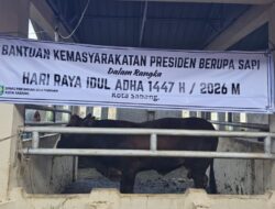Pemko Sabang Terima Dua Sapi Bantuan Presiden, Disalurkan untuk Warga Kurang Mampu