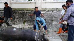 Hari Raya Idul Adha 1447 H, Masjid Agung Ruhama Takengon Sembelih 52 Hewan Kurban