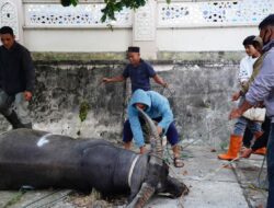 Hari Raya Idul Adha 1447 H, Masjid Agung Ruhama Takengon Sembelih 52 Hewan Kurban